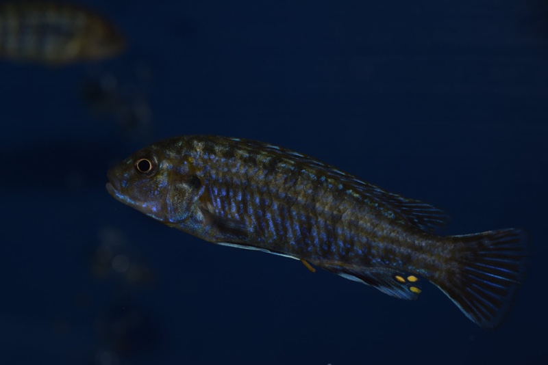 Labidochromis flavigulis 'Chizumulu Island'